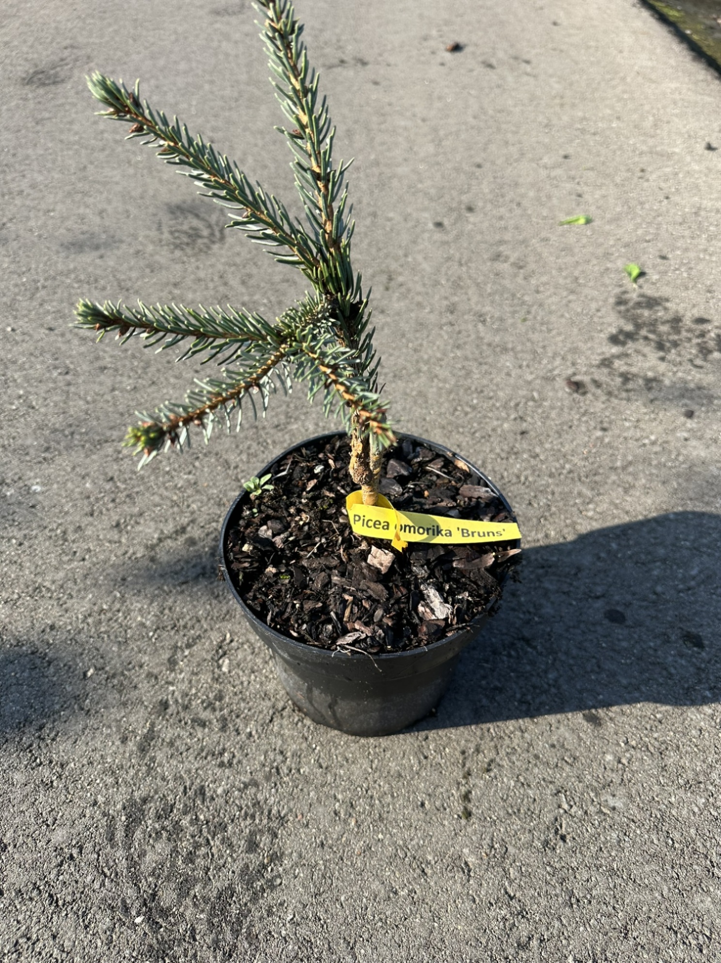 Ель сербская Брунс